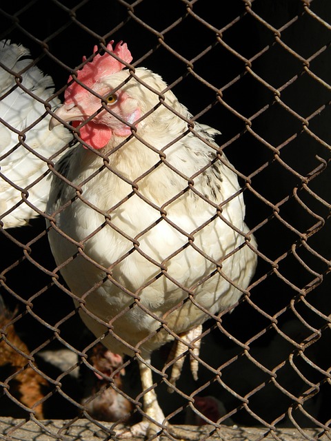 但真正能够 但真正能够